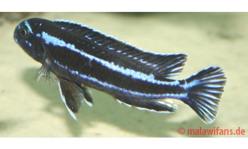 Melanochromis cyaneorhabdos